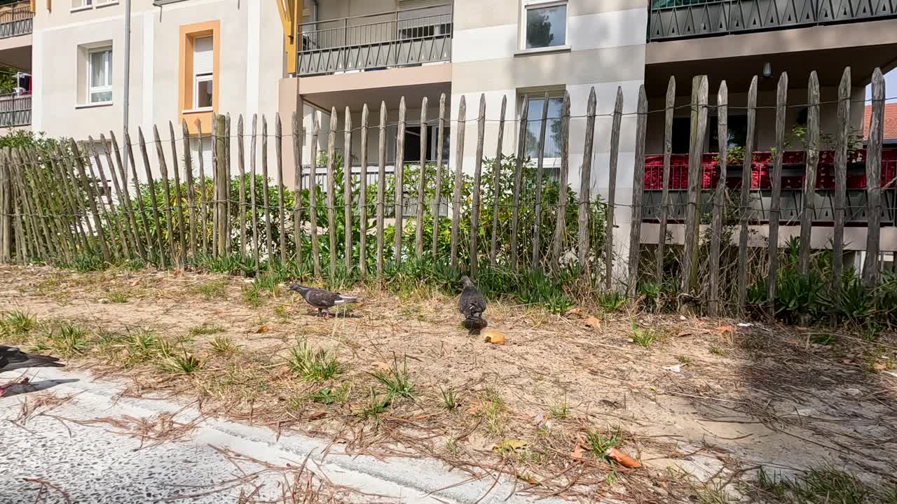 비둘기 들 은 거리 에서  을 먹기 위해 모인다