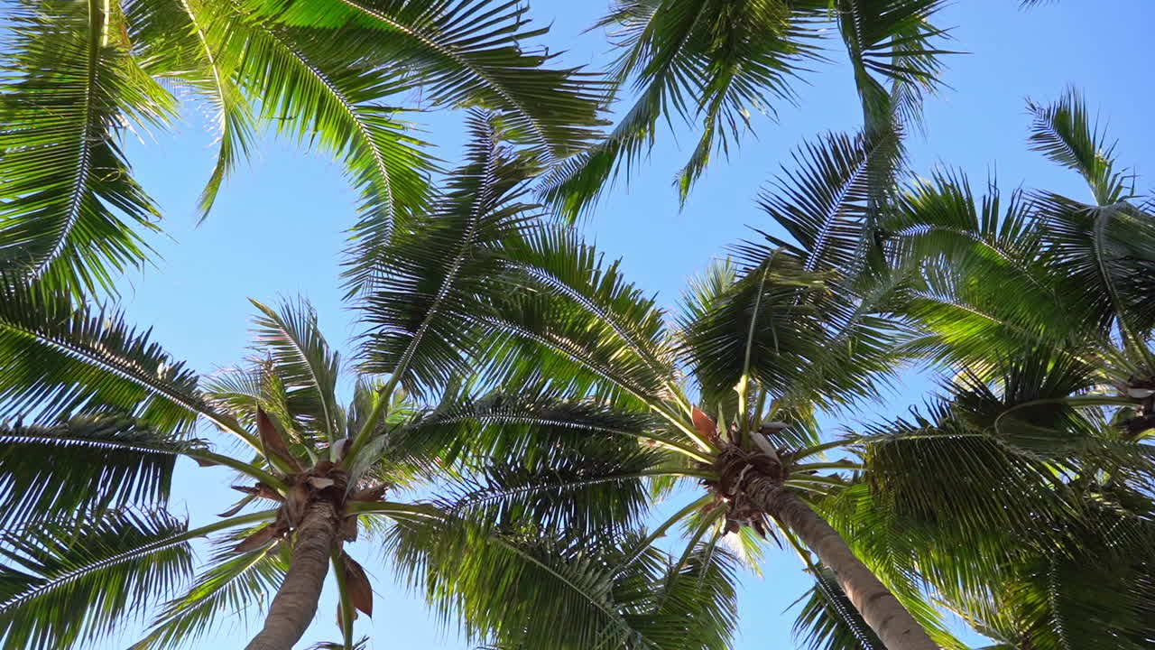 Palm tops, green tree crowns on clear sky background, low angle shot