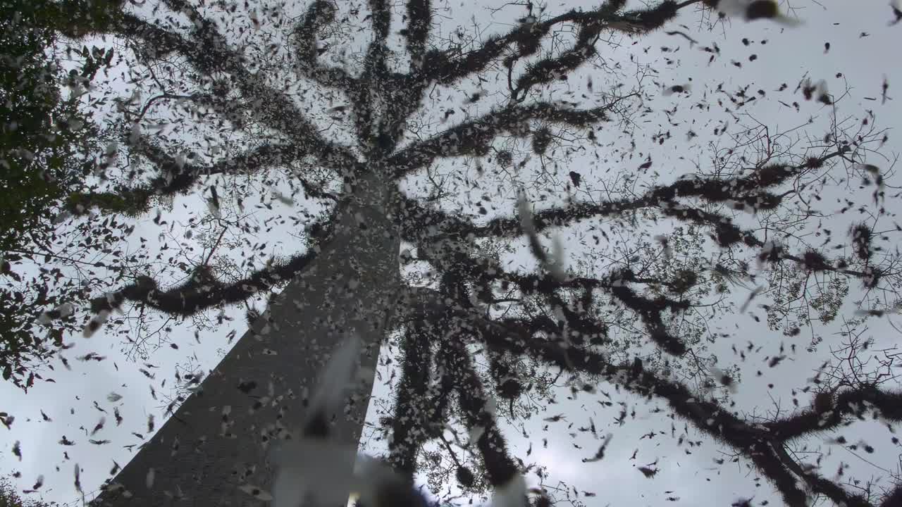 Petals falling in slow motion from a Ceiba, the national tree of Guatemala