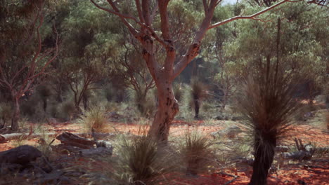 australian outback landscape: red dirt, trees, and grass