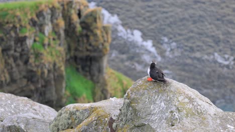 puffin on a cliff