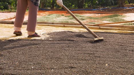 Farmer-working-in-the-black-pepper-spice-production-in-the-countryside,-faceless