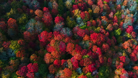 magisch levendig bos in heldere herfstkleuren