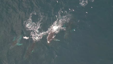 humpback whales migration breaching and swimming to the north in the blue ocean