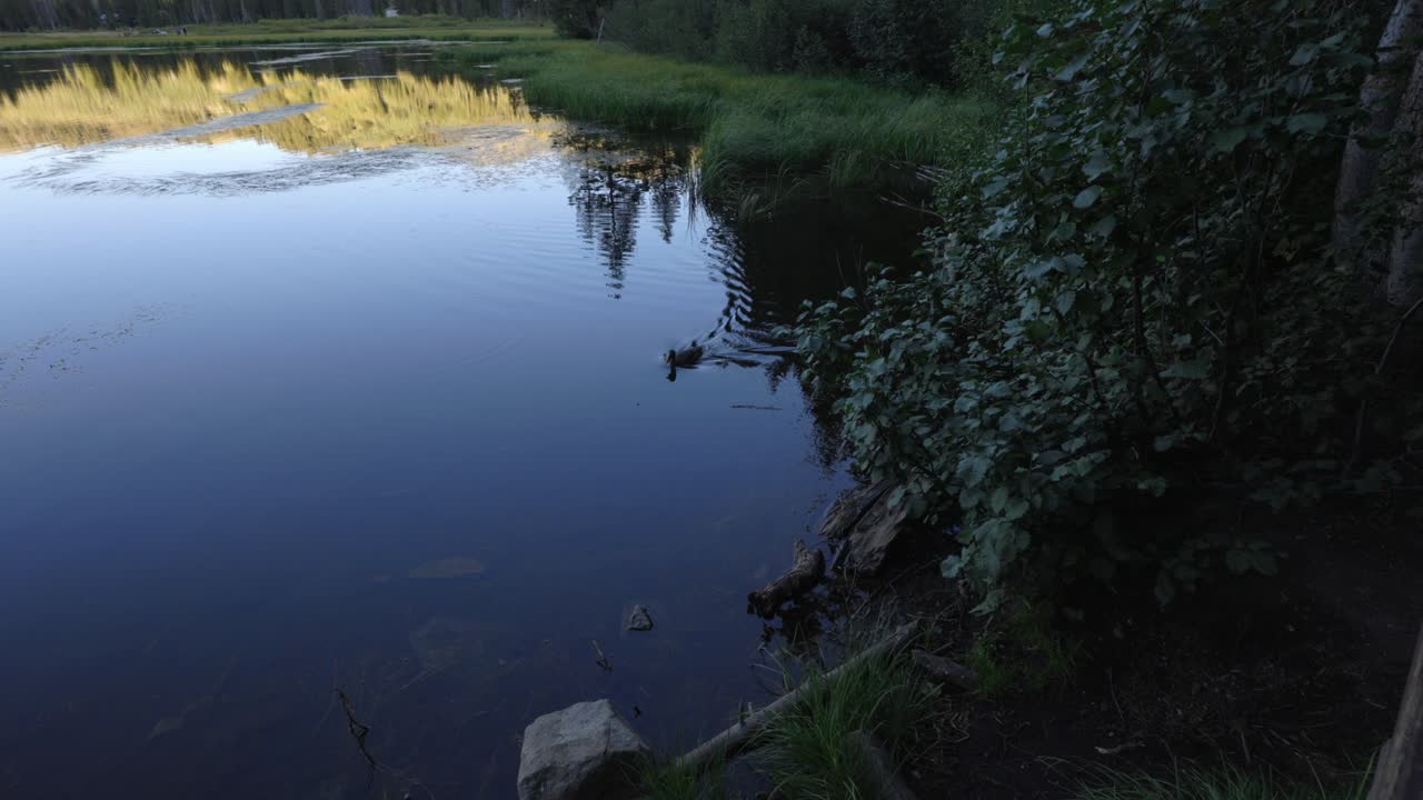 Tracking shot of duck swimming through calm lake in the mountains of Utah