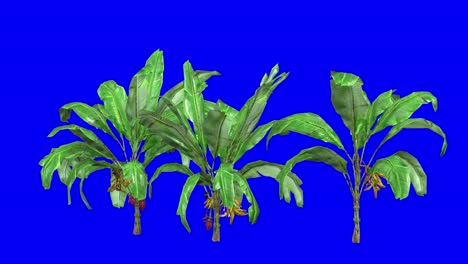 3d banana plant cluster with wind effect on blue screen 3d animation