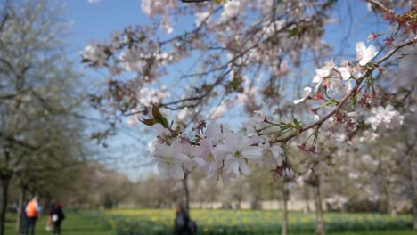 japanese cherry blossoms in full bloom in spring close up