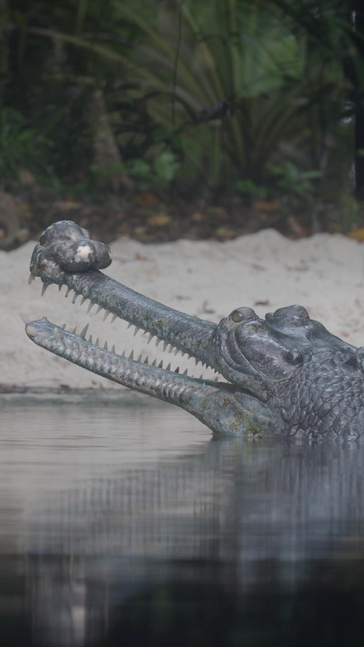 Gharial Crocodile with Open Mouth Resting in River Water