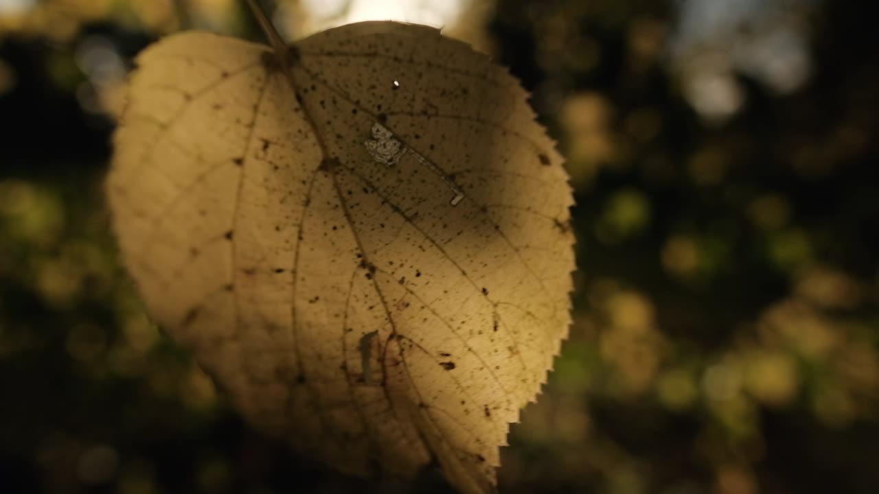 otoño, luz de fondo de hoja amarilla por el sol balanceándose en el viento