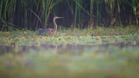 a purple heron (ardea purpurea) stands gracefully in the shallow water of a marsh, surrounded by lush green vegetation.