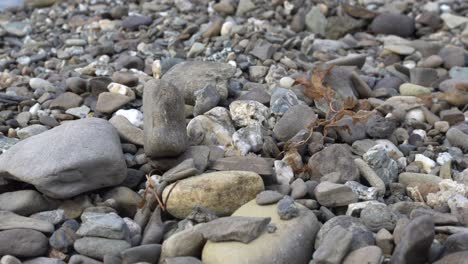 Trockene,-Abgestorbene-Vegetation,-Die-Sich-Unter-Dem-Einfluss-Des-Windes-Bewegt