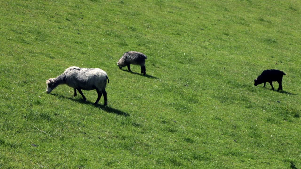 자연에서 양. 노르웨이.
