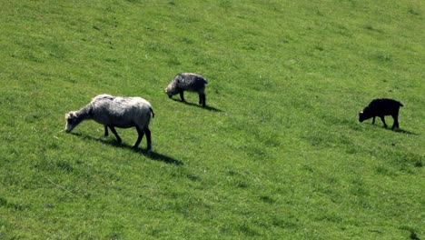 sheep in nature. norway.