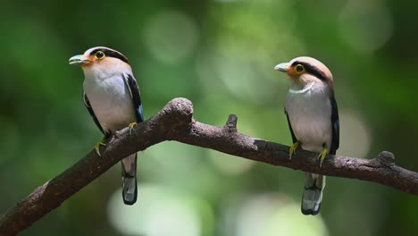 Männchen-Und-Weibchen-Sitzen-Mit-Futter-Im-Maul,-Einer-Fliegt-Davon,-Um-Ihn-An-Seine-Nestlinge-Zu-Liefern,-Silberbrust-Breitschnabel,-Serilophus-Lunatus,-Kaeng-Krachan-Nationalpark,-Thailand