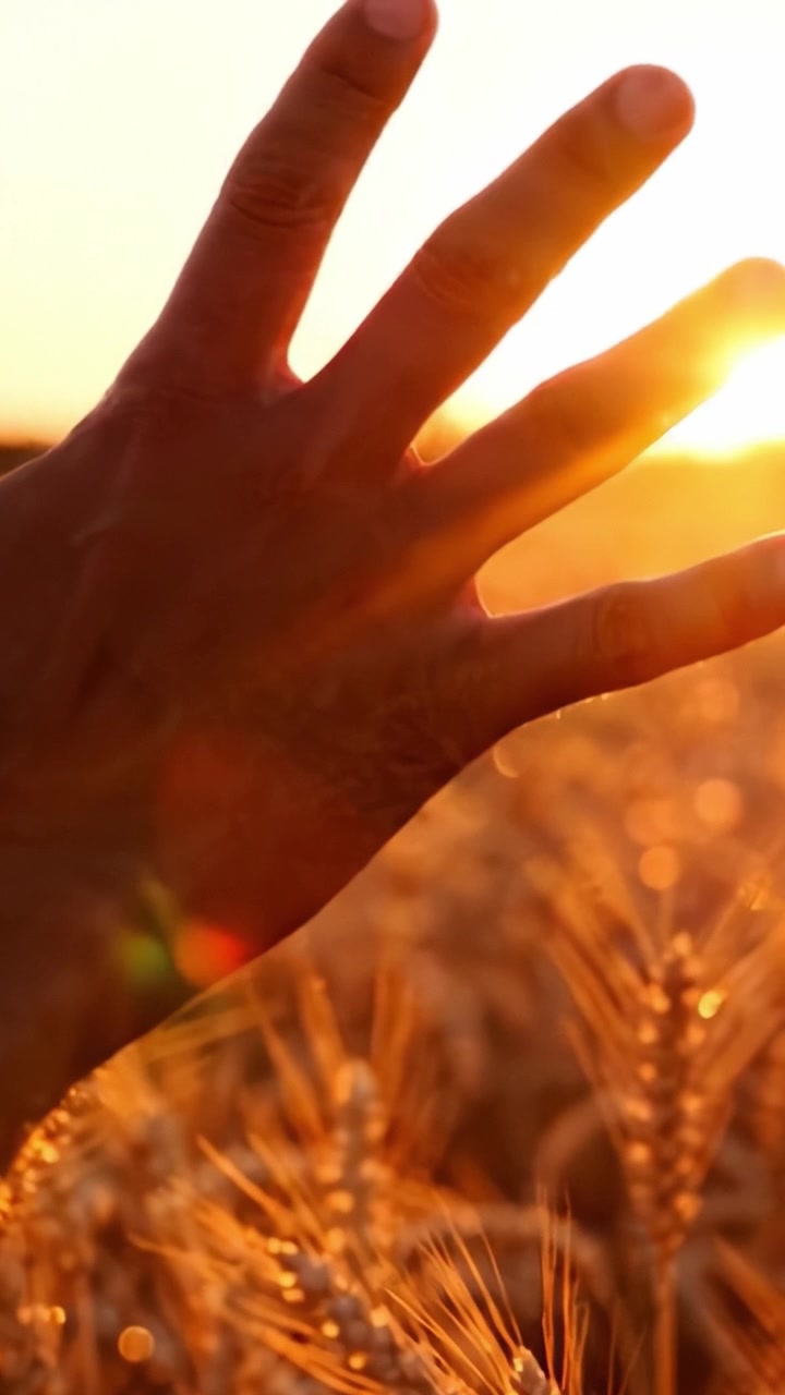 A Serene Connection to Nature: Embracing the Warmth of Sunset in a Wheat Field with Outstretched Hands, Symbolizing Hope, Growth, and Tranquility