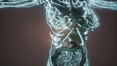 cuerpo humano con vasos sanguíneos brillantes