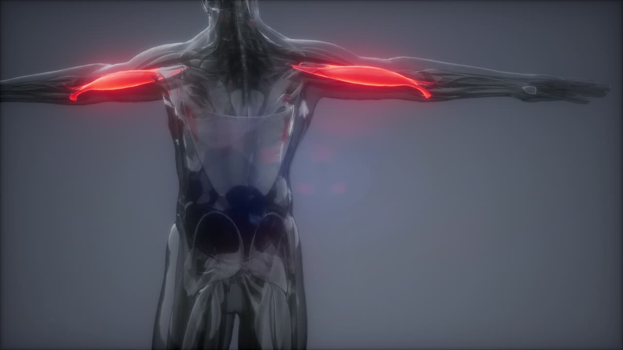 비 ⁇ 스 - 눈에 보이는 근육 해부학 지도