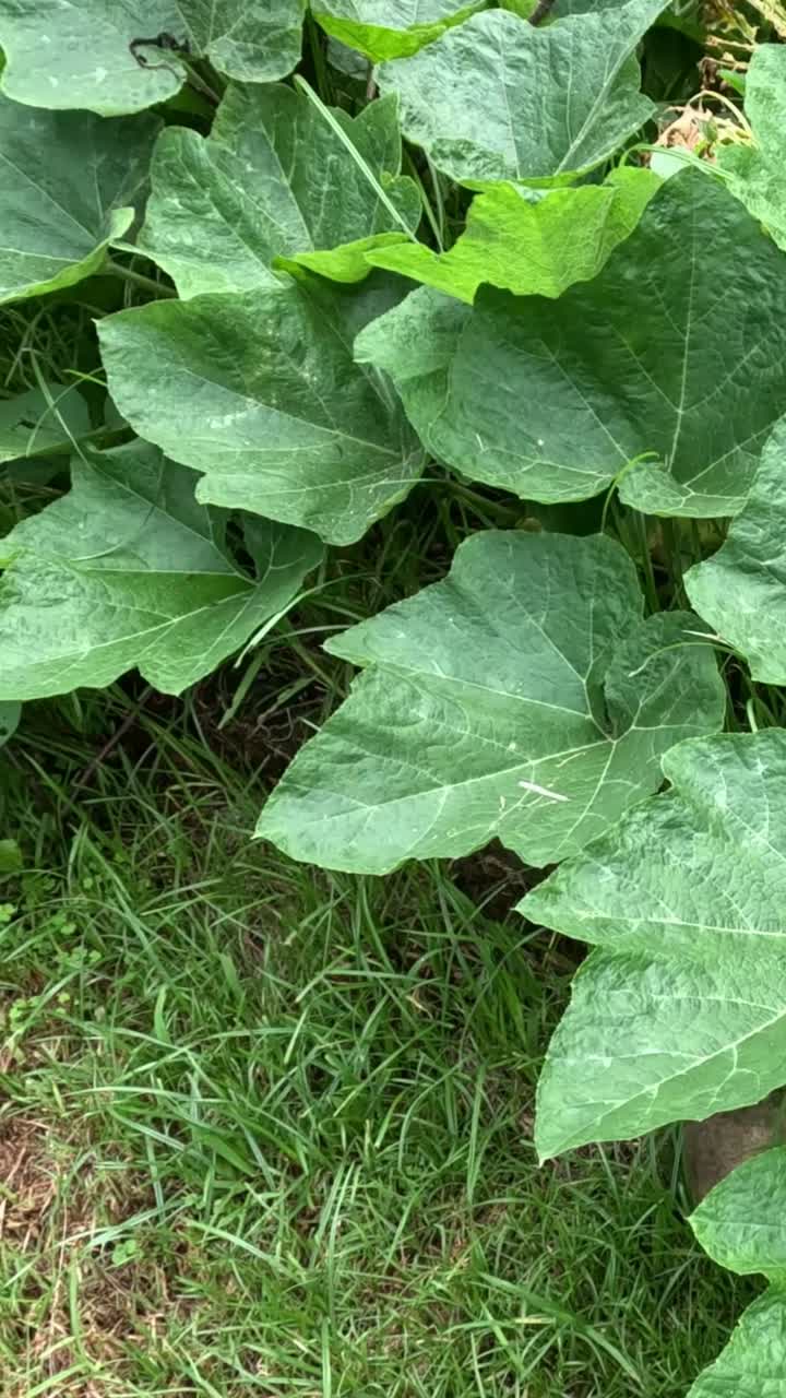 잔디에 있는 식물의 순차적인 성장