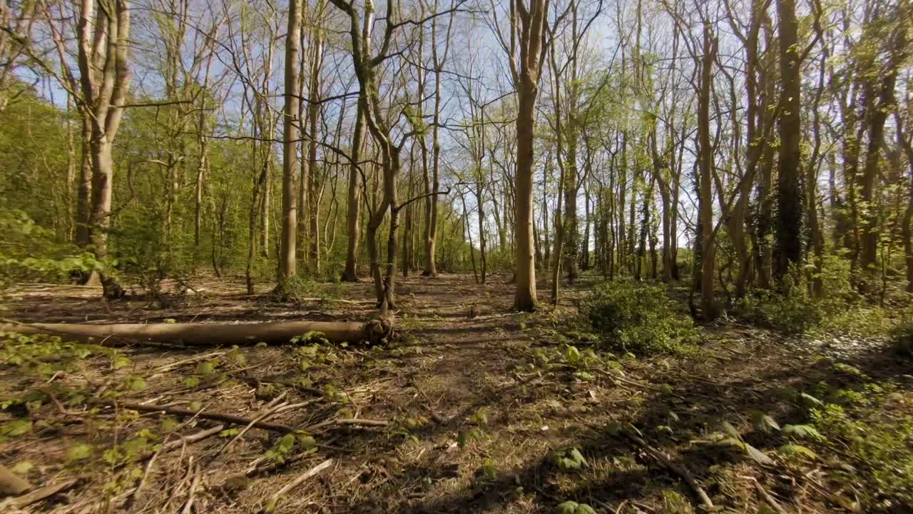 Aerial drone flying through lush Veere village park with trees and vegetation