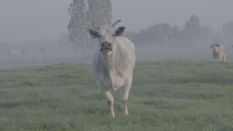 cow walking in a field in the morning with dew coming towards the camera and stopping in slowmotion log