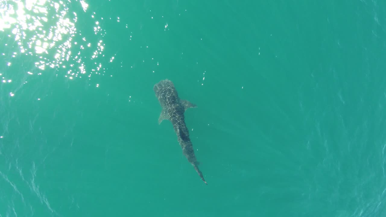 toma aérea cenital de un tiburón ballena nadando en el mar de cortez, la paz, baja california sur