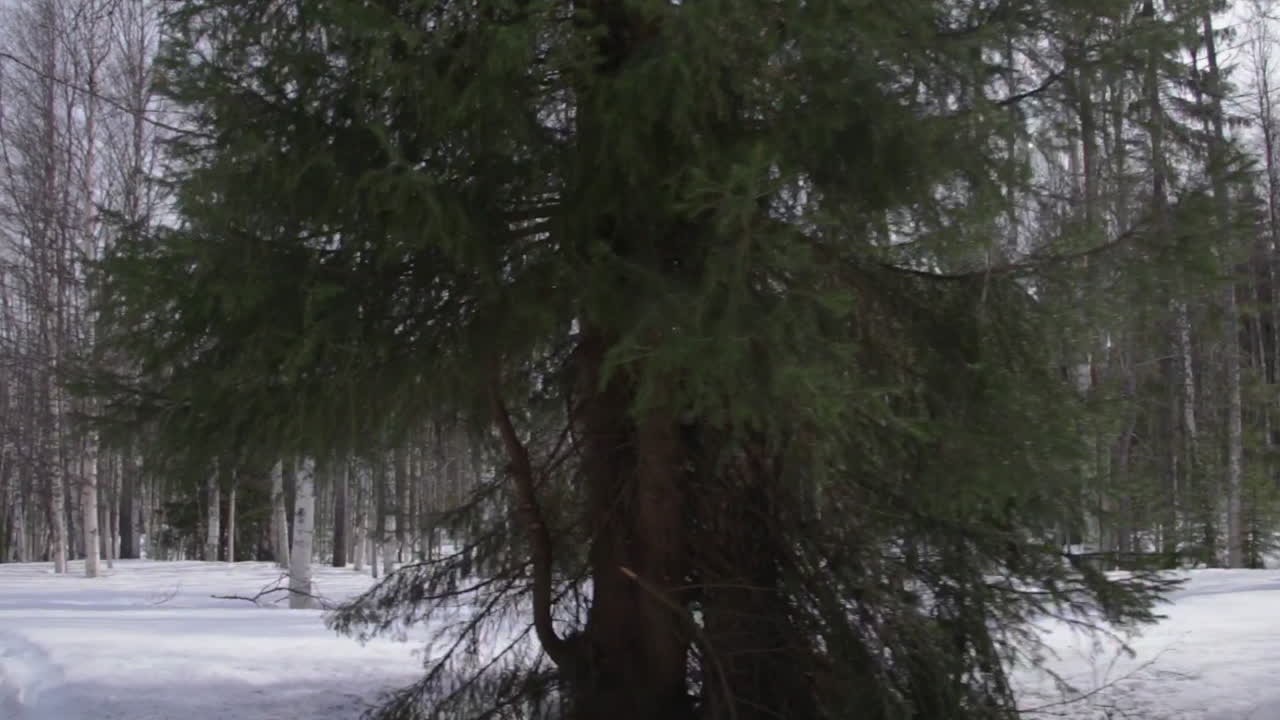 키가 큰 나무 들 이 있는 눈 인 숲, 상록색 가지 들 이 겨울 에  땅 을 만지는 숲
