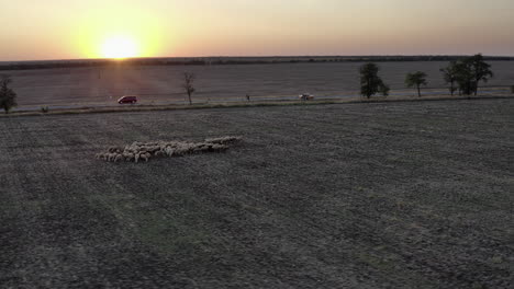 Vista-Aérea-De-Un-Rebaño-De-Ovejas-En-Un-Pasto-Al-Atardecer