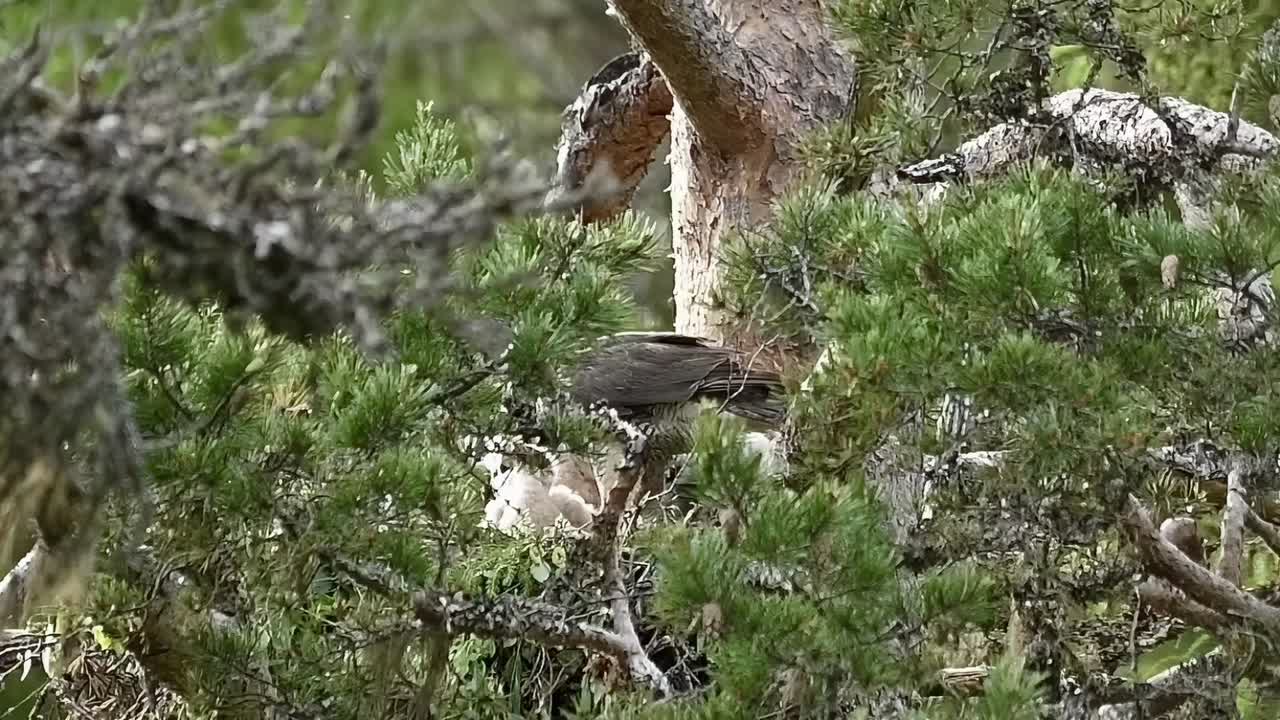 Eurasian Goshawk adult feeding chicks in nest pieces of meat from recent kill.