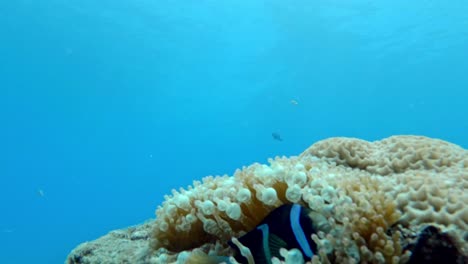 Pez-Payaso-En-Anémona-De-Mar-En-El-Arrecife-De-Coral.