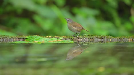 Der-Schöne-Horsfield&#39;s-Babbler-Und-Seine-Spiegelung-Im-Wasser