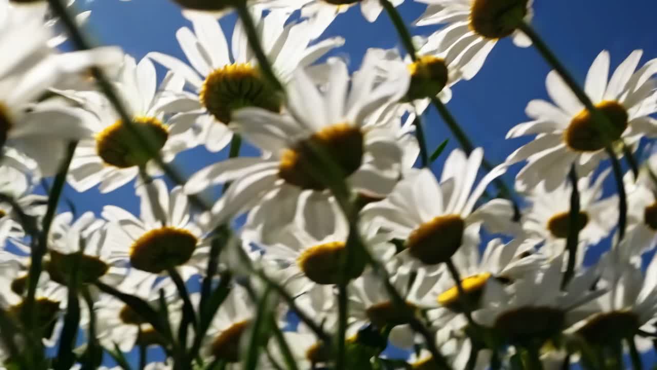 Alakulmasta kuvattu video, jossa päivänkakkarat ovat vasten kirkasta sinistä taivasta ja joka taltioi eloisan ja raikkaan näkökulman