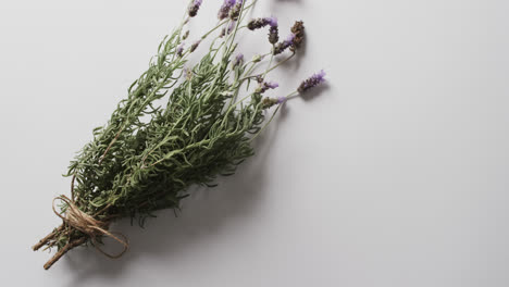 Video-of-bunch-of-lavender-flowers-and-leaves-with-copy-space-on-white-background