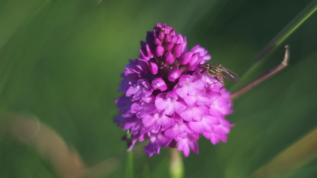 una mosca se mueve lentamente y bebe néctar en una flor de orquídea