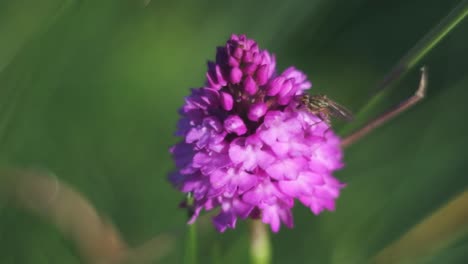 a fly is slowly moving and drinking nectar on an orchid flower