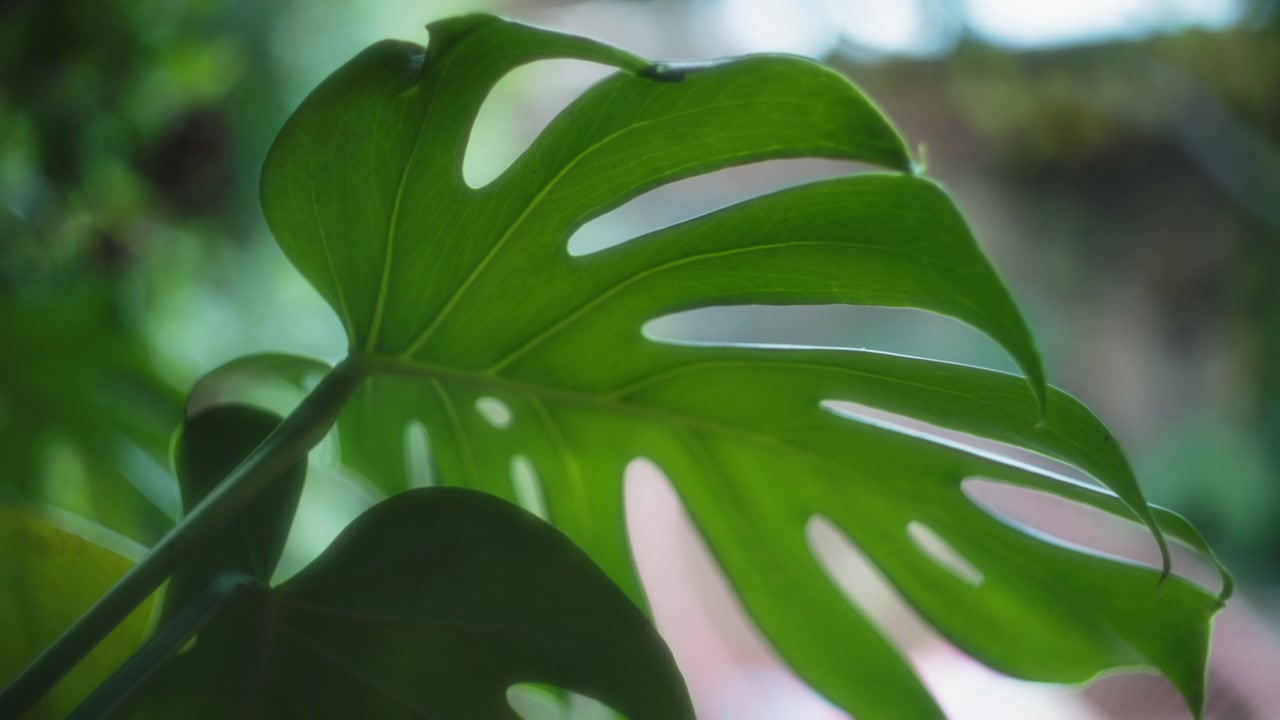Pianta di Monstera che cresce in giardino