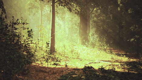 sunlight filtering through trees in a lush forest during daytime