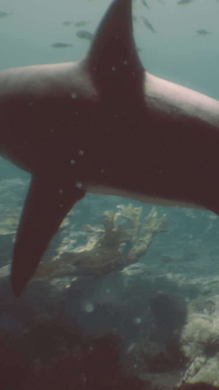 Shark swims near ocean floor with visible coral and rocks during daylight