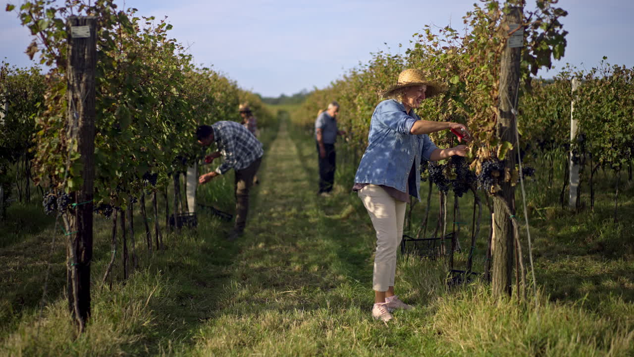 Druiven oogsten in een wijngaard