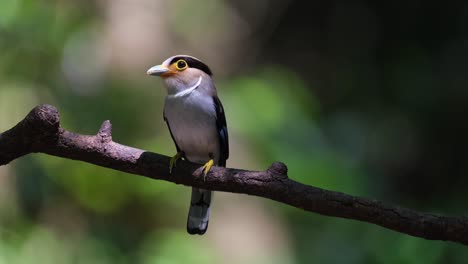 A-female-facing-to-the-left-with-some-food-in-its-mouth-ready-to-be-delivered,-Silver-breasted-Broadbill,-Serilophus-lunatus,-Kaeng-Krachan-national-Park,-Thailand