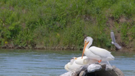 Huge-white-Pelican-bird-grooms-plumage-with-large-beak-on-spring-river