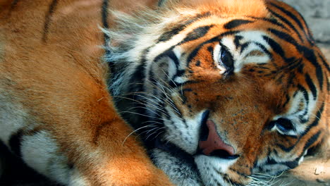 close up panning shot of beautiful asian tiger sleeping in the shade