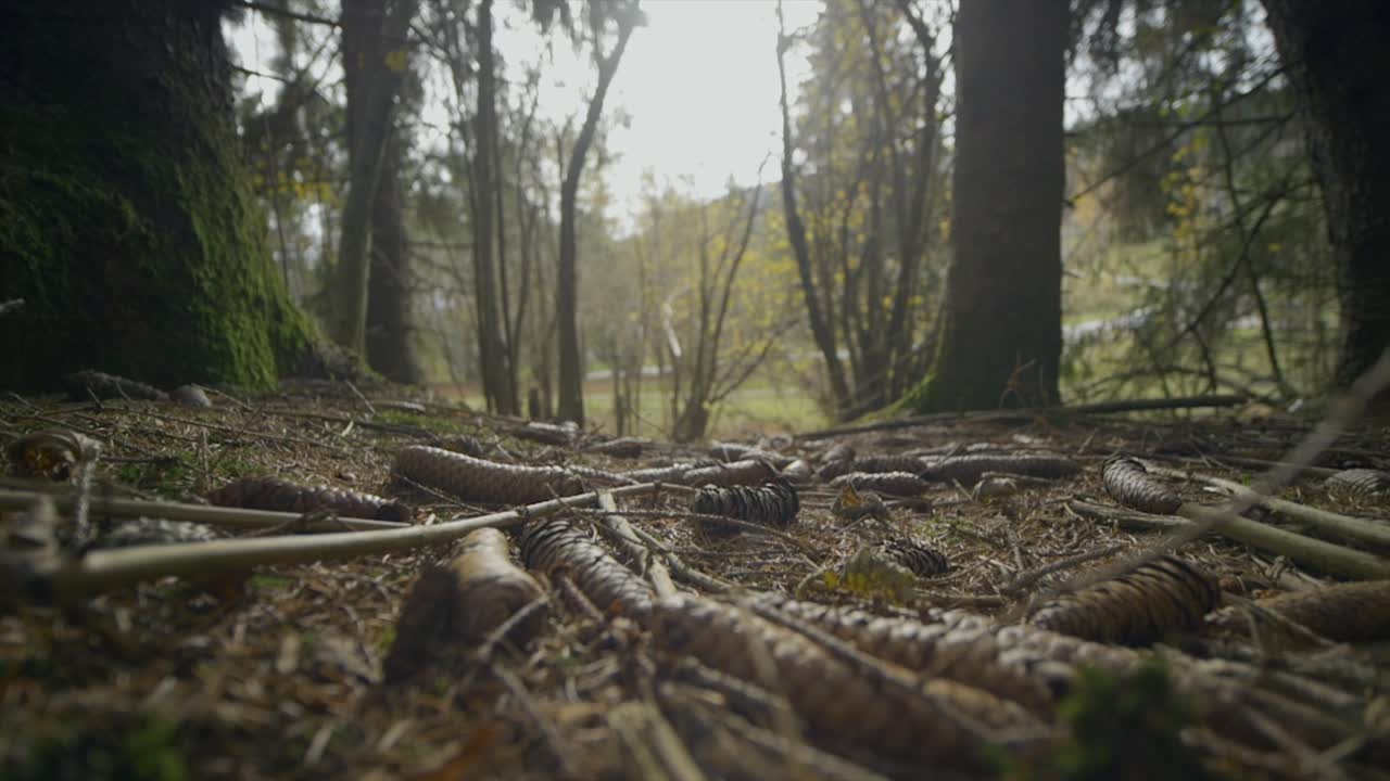 наземный снимок упавших веток у зеленых деревьев в диком лесу