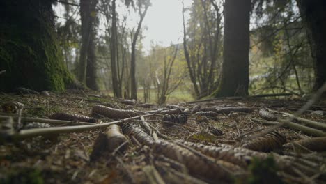 Bodenschuss-Von-Ästen,-Die-In-Der-Nähe-Von-Grünen-Bäumen-Im-Wilden-Wald-Gefallen-Sind