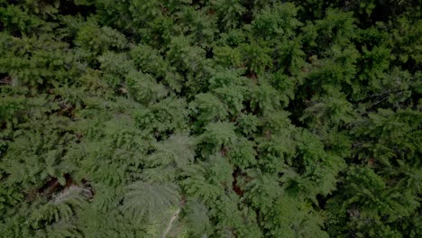 Aéreo-De-Arriba-Hacia-Abajo-Volando-Sobre-Un-Bosque-De-Pinos