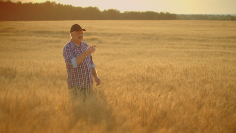 an elderly farmer man in a shirt and baseball cap stands in a field of cereal crops at sunset and looks at the spikes of wheat rejoicing and smiling at the good harvest. happy elderly farmer at sunset