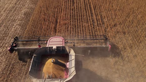 drone view of harvester combine working on field harvesting ripe soybeans