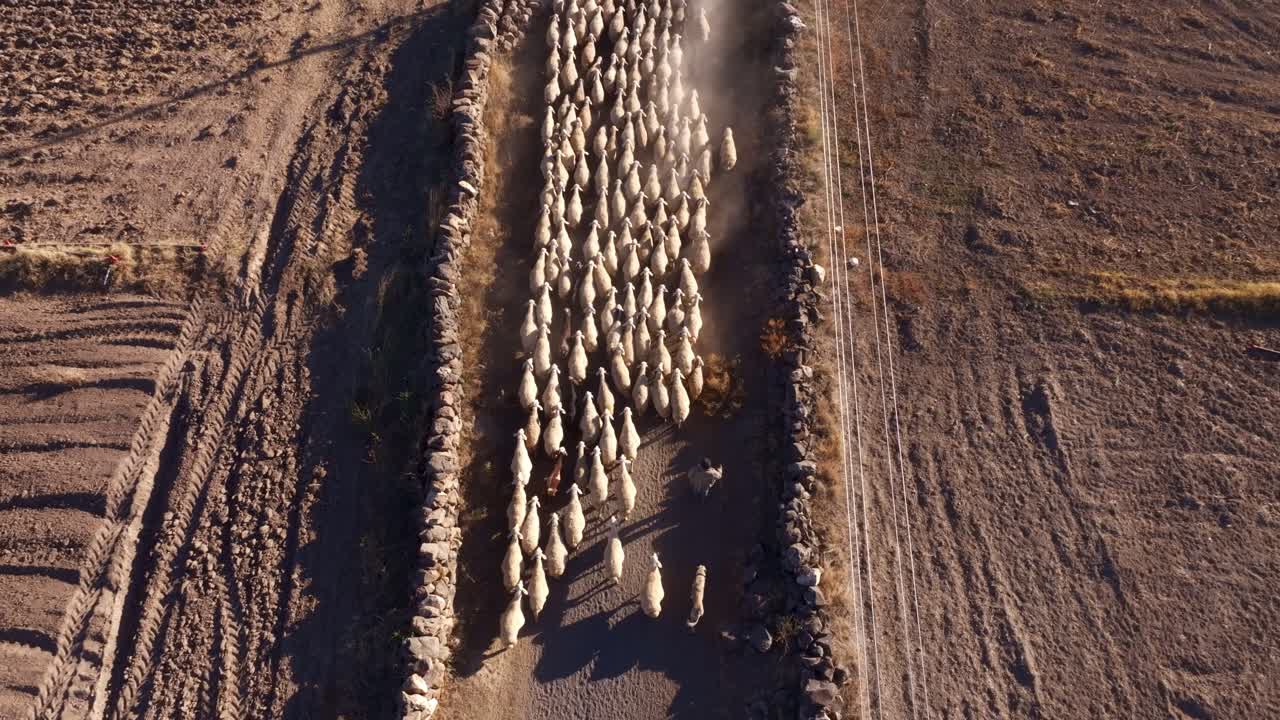 A serene moment with a herd of sheep walking in Kayseri, Turkey