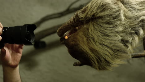 photographer takes close up photos of sloth eating in captivity - wide shot