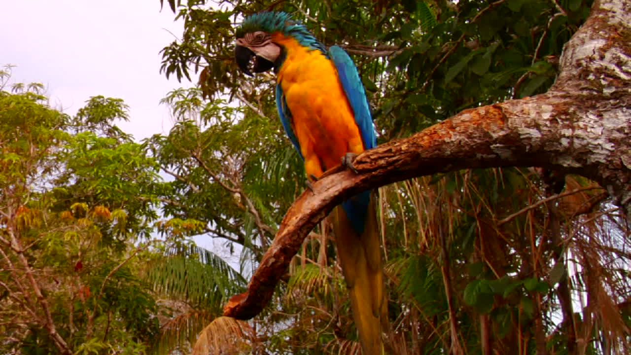 un loro se sienta en un árbol en la selva tropical