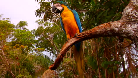 un loro se sienta en un árbol en la selva tropical